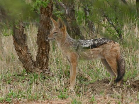 Jackal Animal Facts | Canis Aureus | AZ Animals