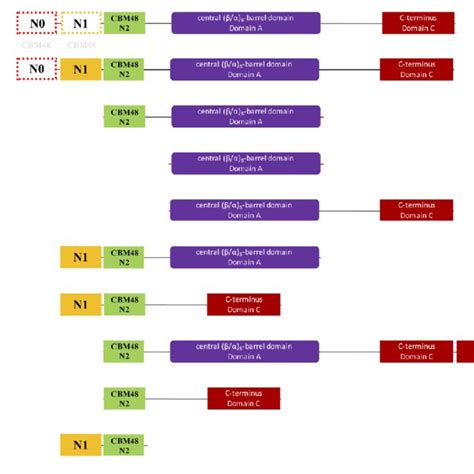 (PDF) Structure and Evolution of Glycogen Branching Enzyme N-Termini ...