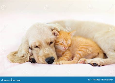 Cat and Dog Sleeping. Puppy and Kitten Sleep Stock Photo - Image of ...