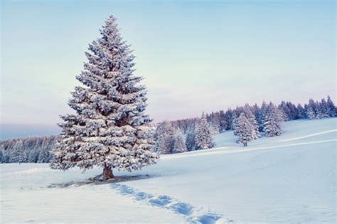 winter, Trees, Snow, Path Wallpapers HD / Desktop and Mobile Backgrounds