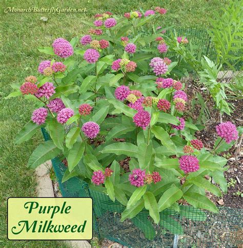 Asclepias purpurascens- Purple Milkweed for Monarchs