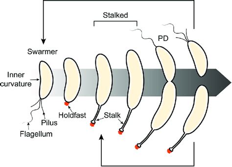 Caulobacter differentiates over the course of its cell cycle. A swarmer... | Download Scientific ...