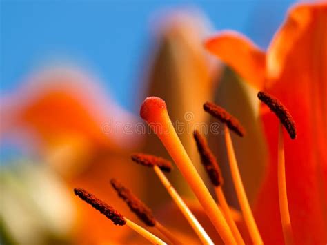 Orange Lily stock image. Image of orange, bulbiferum - 11185005