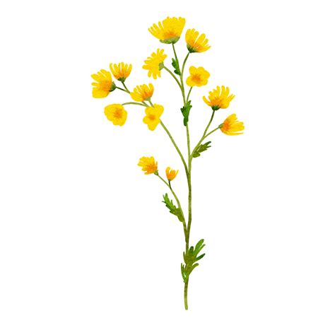 yellow wild flowers watercolor 13822768 PNG