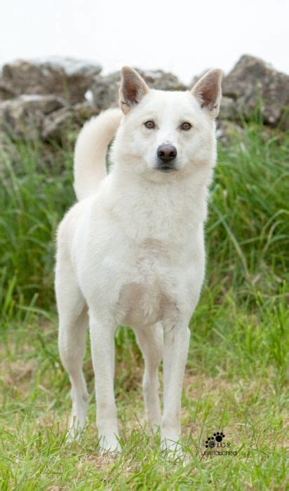 I love the look of this white Canaan dog! Akita Puppies, Dogs And Puppies, Pet Dogs, Dog Cat ...