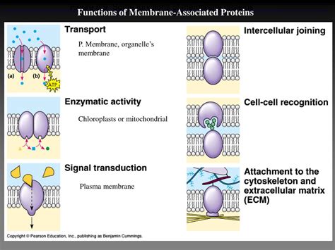 PPT - Chapter 8: Membrane Structure and Function PowerPoint Presentation - ID:4188569