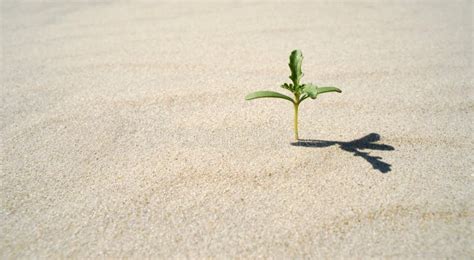 Small Plant Growing in the Desert Stock Photo - Image of space, copy: 29614846