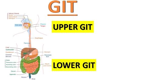 Upper and Lower Gastrointestinal Tract (GIT) INTRO... - YouTube