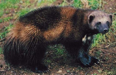 About animals: Wolverine