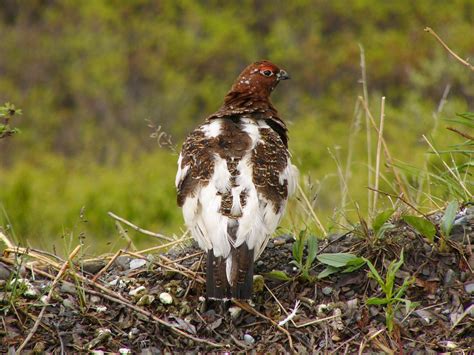 The Online Zoo - Willow Ptarmigan