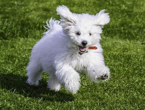 Top 10 Fluffiest Dogs In The World