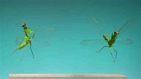 Praying Mantis & More! 15 Insects Flying in Slow Motion | Video | Abakcus