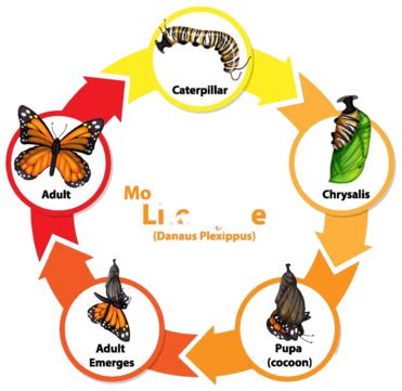 Butterfly Life Cycle Diagram Butterfly Clipart Creature Vector, Butterfly, Clipart, Creature PNG ...