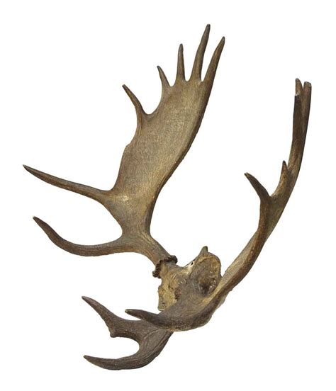 Large Moose Antlers | Olde Good Things