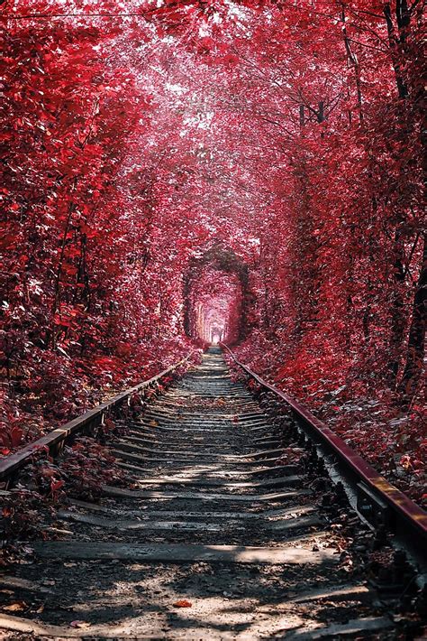 Here's Why The Tunnel Of Love In The Ukraine Is A Must-Vist - WorldAtlas