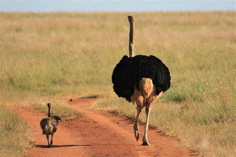 Baby Ostrich Photos, Videos, and Facts - Animal Hype