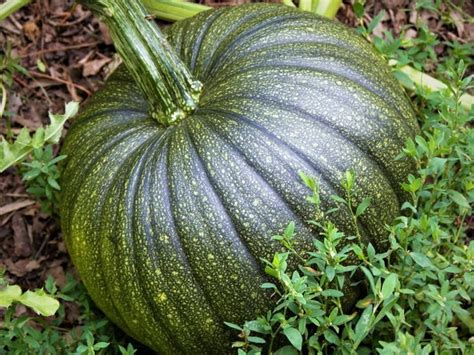 How To Turn Green Pumpkins Orange