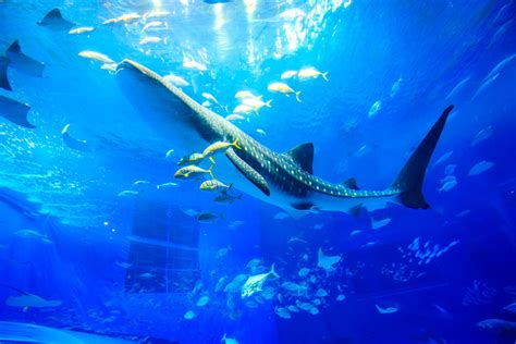 Kuroshio Sea at Okinawa Churaumi Aquarium - Photobek