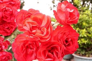 現在玫瑰都長在路邊? | 還是說其實這不是玫瑰? | chia ying Yang | Flickr