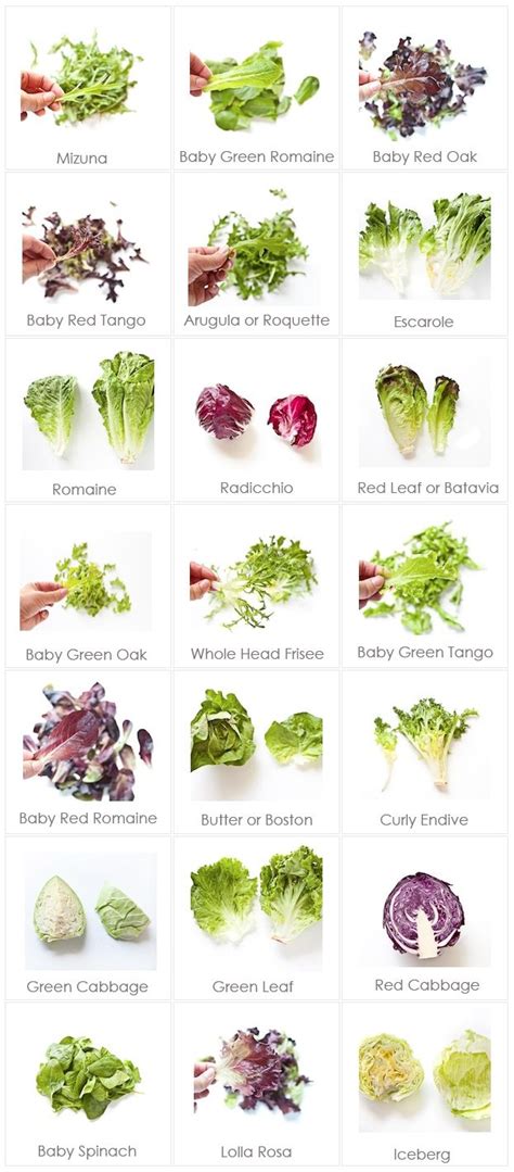 Food Cheat Sheet: Lettuce Varieties & Names | Types of lettuce ...