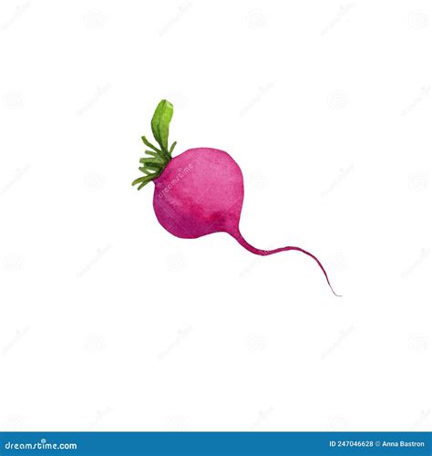 Red Small Radish Watercolor Drawing on White Background Stock ...