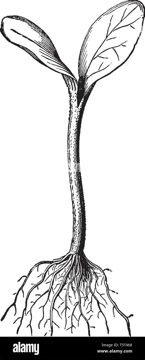 This is Pumpkin Seedling. The process of generating sprout from seed. At the primary stage roots ...