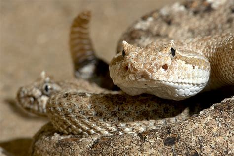 Rattlesnake | San Diego Zoo Animals & Plants