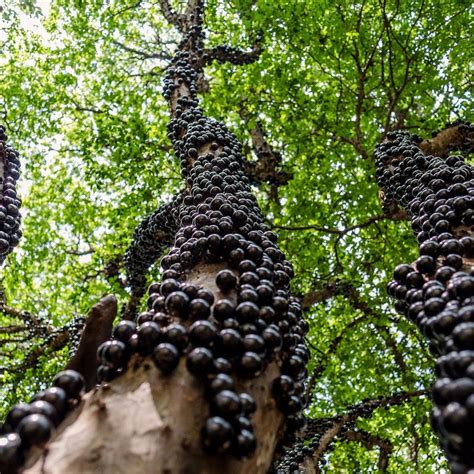 Jabuticaba: The Tree That Bear Fruits on its Trunk | Amusing Planet