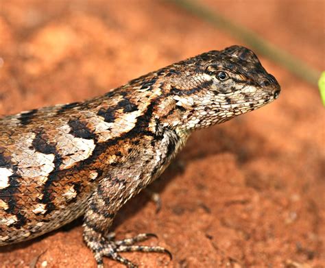 Eastern Fence Lizard, Female | She sat perfectly still the w… | Flickr