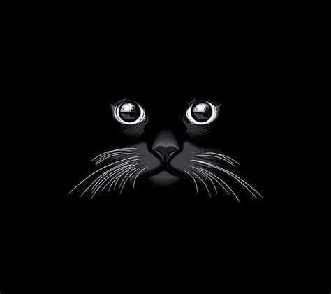 Black Cat Hd Desktop Wallpaper High Definition Fullsc - vrogue.co