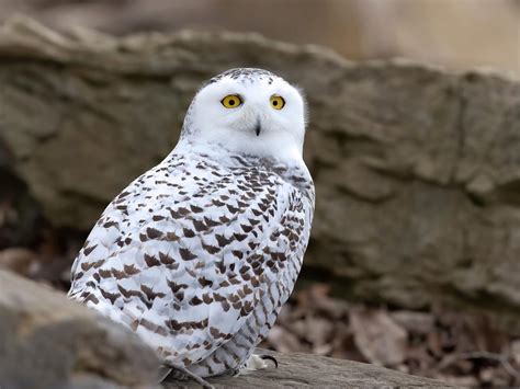 Snowy Owl Migration (Everything Explained) | Birdfact