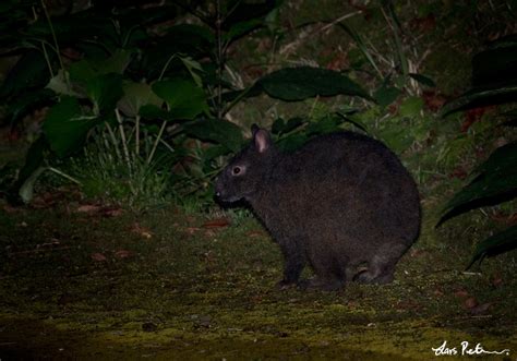 Amami Rabbit | Japan | Bird images from foreign trips | Gallery | My World of Bird Photography ...