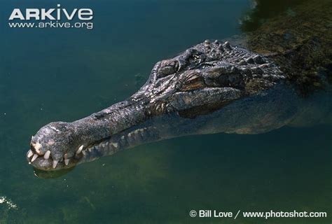 False gharial - Alchetron, The Free Social Encyclopedia