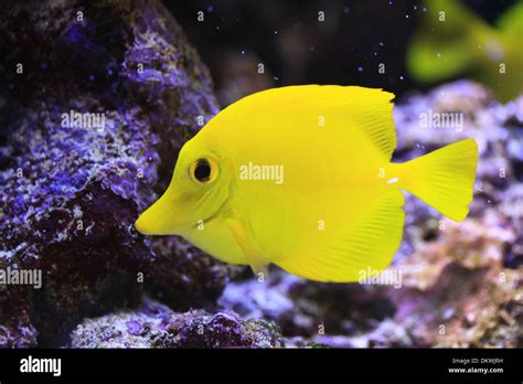 Yellow Tang Zebrasoma flavescens Stock Photo - Alamy