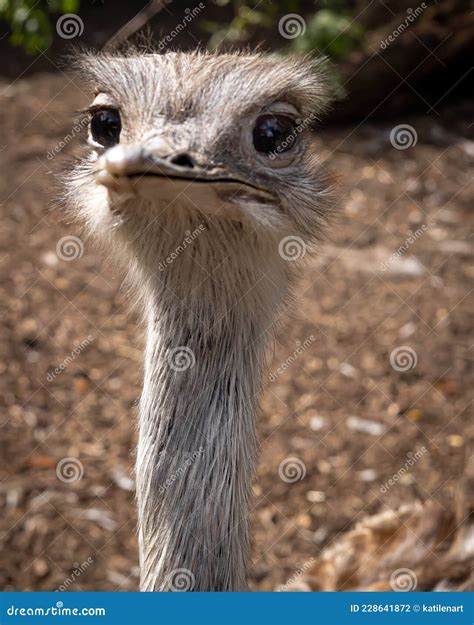 A funny bird face. stock photo. Image of cute, curious - 228641872