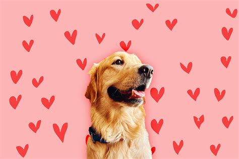 Why does everyone want to date a "golden retriever boyfriend"? | Salon.com