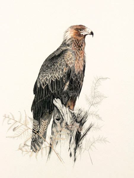 Wedge-tailed Eagle - Artemis