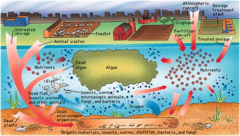 Overview of Fertilizers - Group 4 - How do fertilizers affect human health?