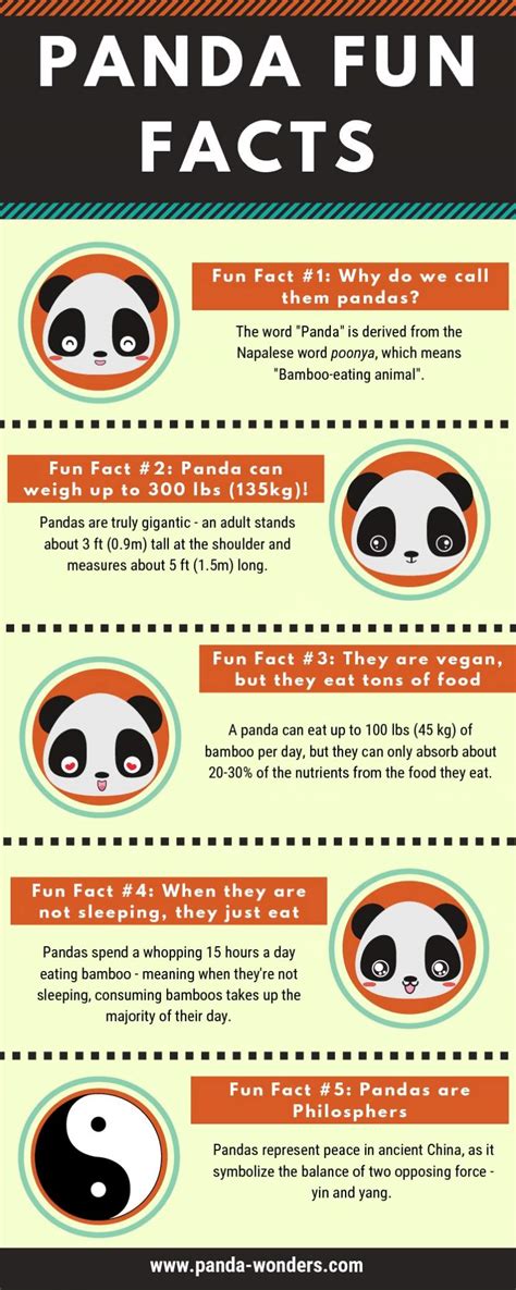 Fun Facts About Panda