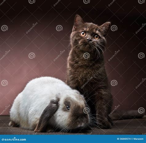 Kitten and rabbit stock photo. Image of furry, brown - 36840574