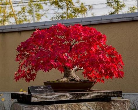 Red Japanese Maple Tree Bonsai Seeds Packet Bonsai Plant Acer | Etsy