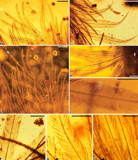 Feathered Dinosaur Tail Found Encased in Mid-Cretaceous Burmese Amber ...