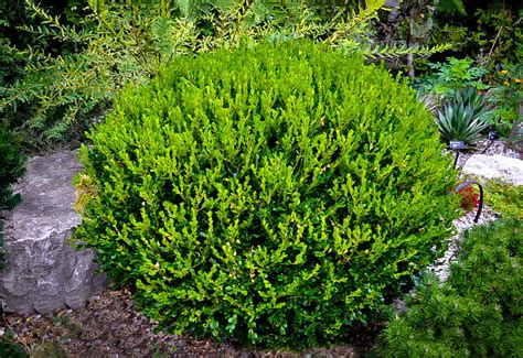 Winter Gem Boxwoods For Sale Online | The Tree Center™