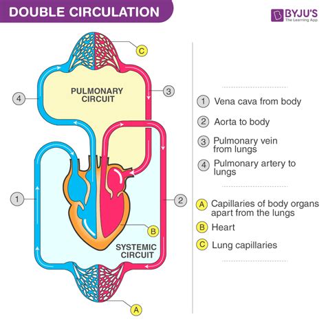 Pulmonary Artery or Arteries - An Overview