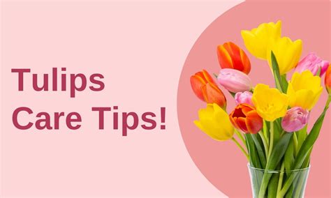 Tulips Care Tips! written by ReVased