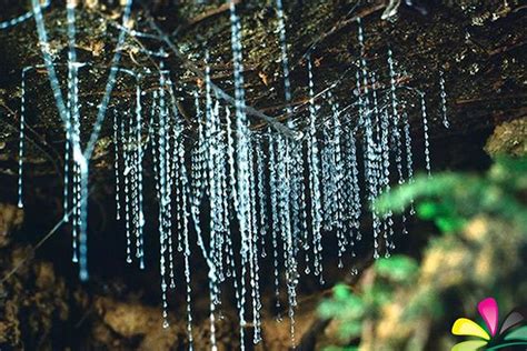 Glow Worm Evening Eco-Adventure from the Gold Coast 2024