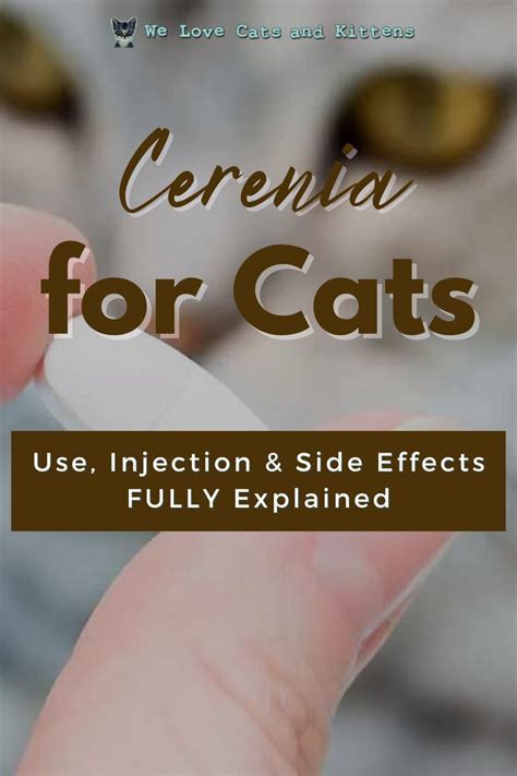 Cerenia for Cats (Use, Injection & Side Effects FULLY explained) | Cats, Funny cat names, Cat info