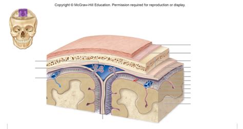 Cranial meninges Diagram | Quizlet