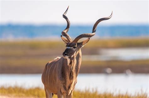 Chobe Kudu ... wondrous wildlife roaming the fields and waterways of ...