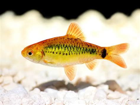 Gold Barb Care Guide & Species Overview | Fishkeeping World